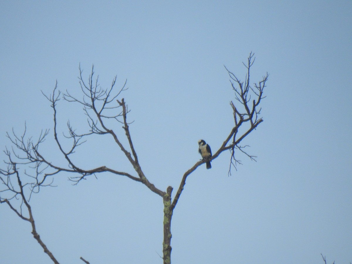 White-fronted Falconet - Pam Rasmussen