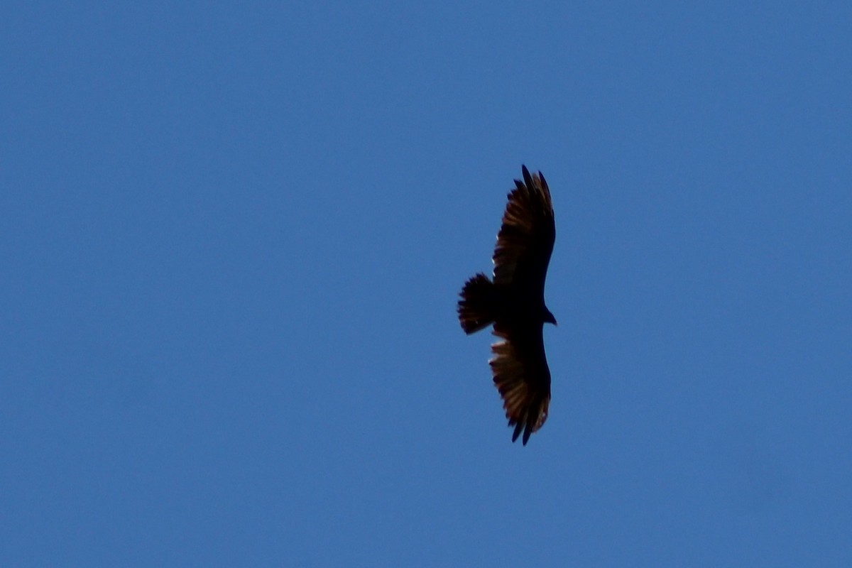 Turkey Vulture - ML114147591