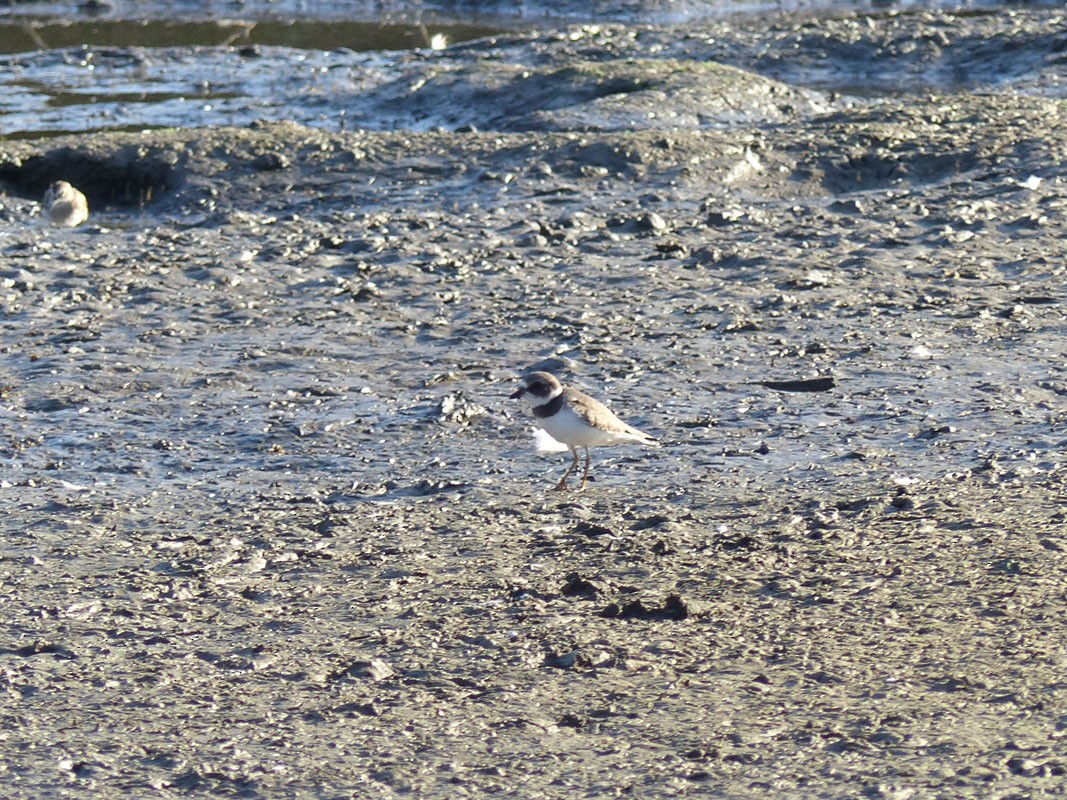Semipalmated Plover - Pete Wolf