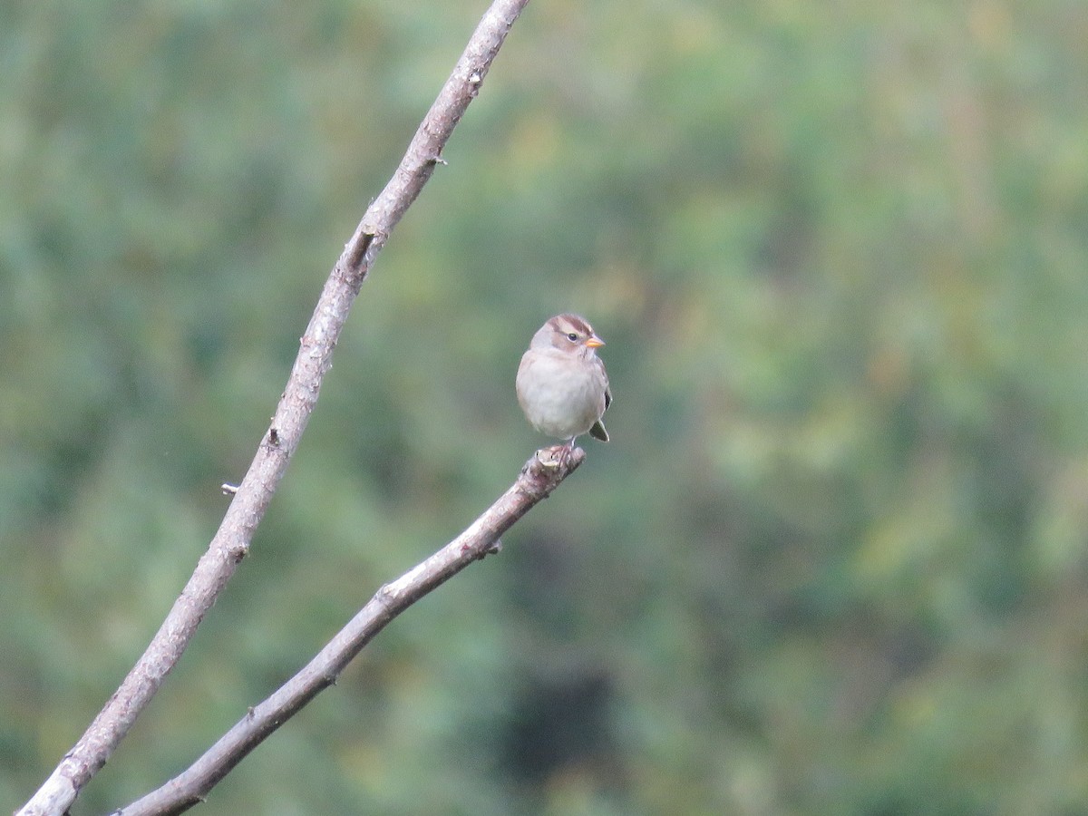 White-crowned Sparrow - ML114149451