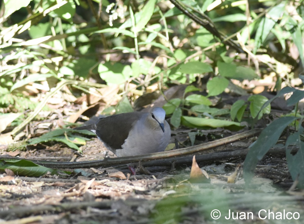 Gray-fronted Dove - ML114153801