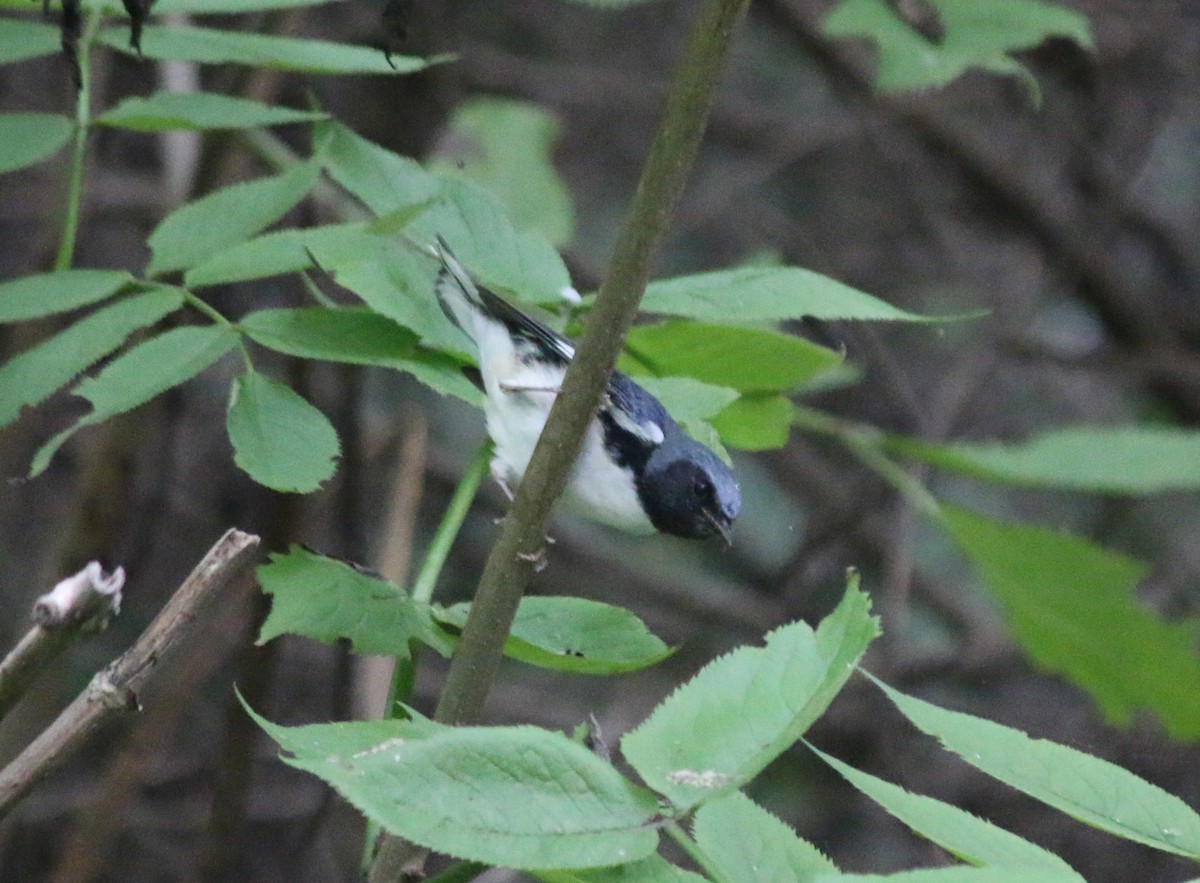 Black-throated Blue Warbler - Andrew S. Aldrich