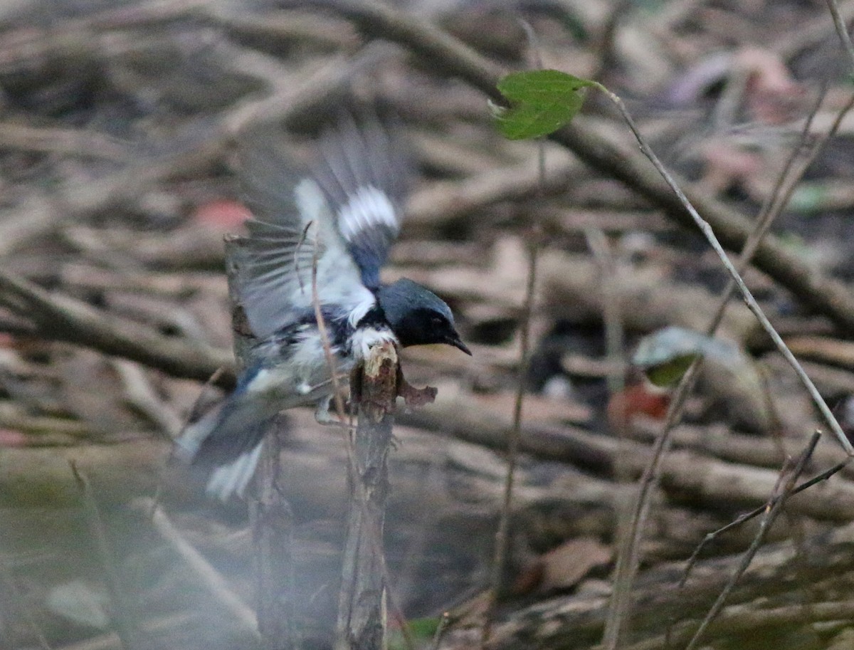 Black-throated Blue Warbler - Andrew S. Aldrich