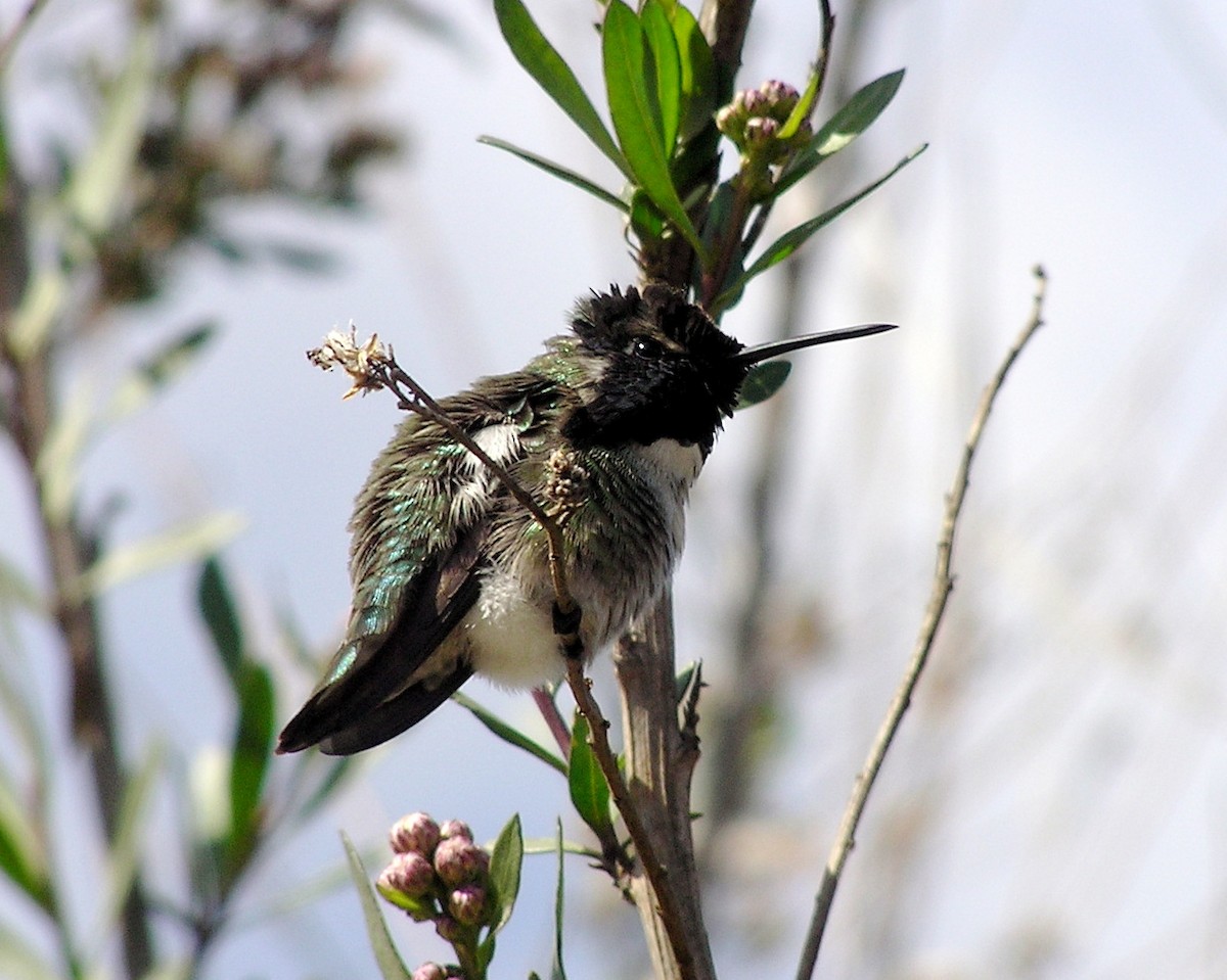 Costa's Hummingbird - chhanda bewtra