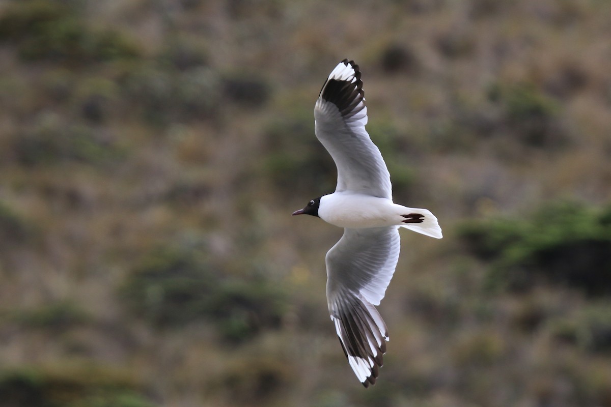 Andean Gull - John Sevenair
