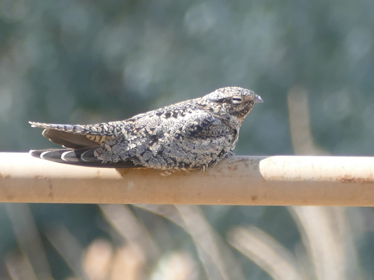 Common Nighthawk - Neal Hinds