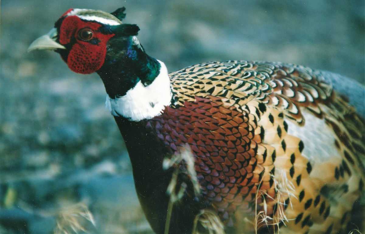 Ring-necked Pheasant - Chuck Gates