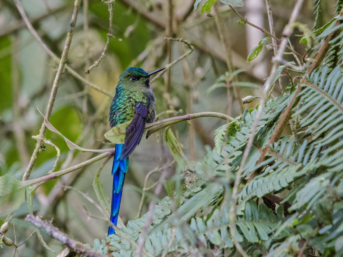 Long-tailed Sylph - ML114164591