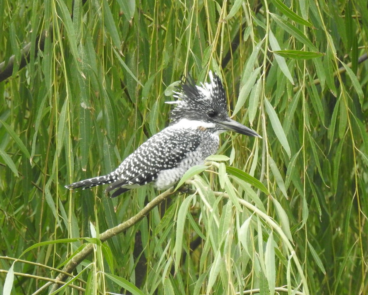 Crested Kingfisher - ML114165531