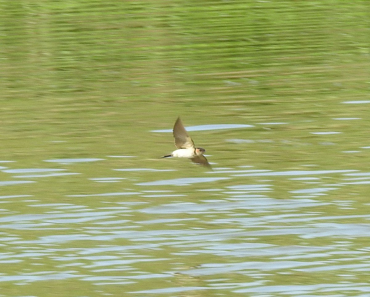 Red-rumped Swallow - ML114166221