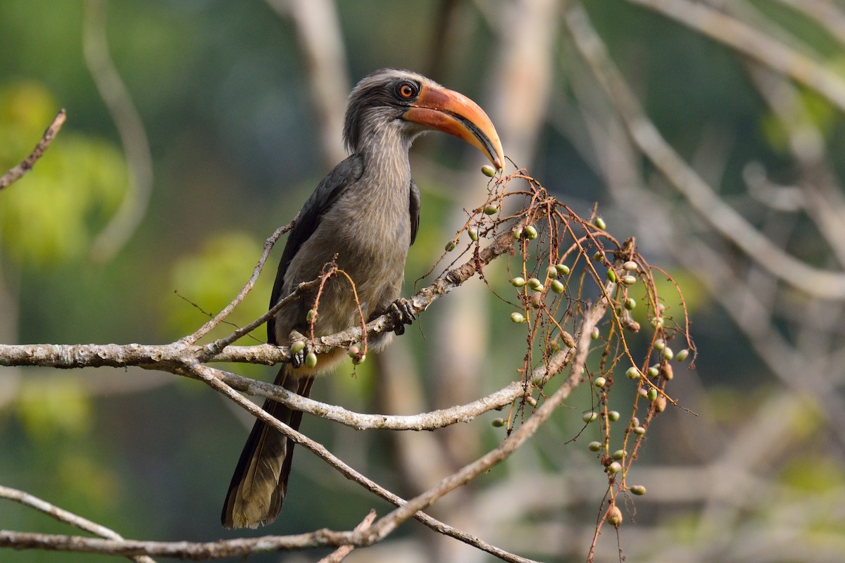 Malabar Gray Hornbill - Snehasis Sinha