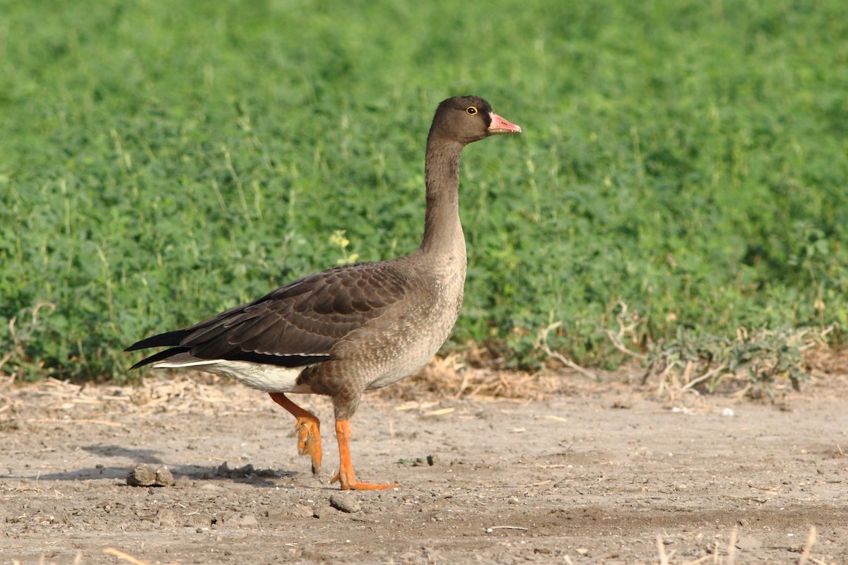Lesser White-fronted Goose - ML114173621
