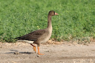 Lesser White-fronted Goose, ML114173621