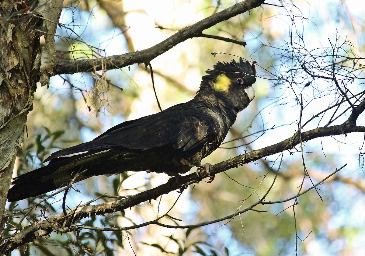 Yellow-tailed Black-Cockatoo - Kent Warner