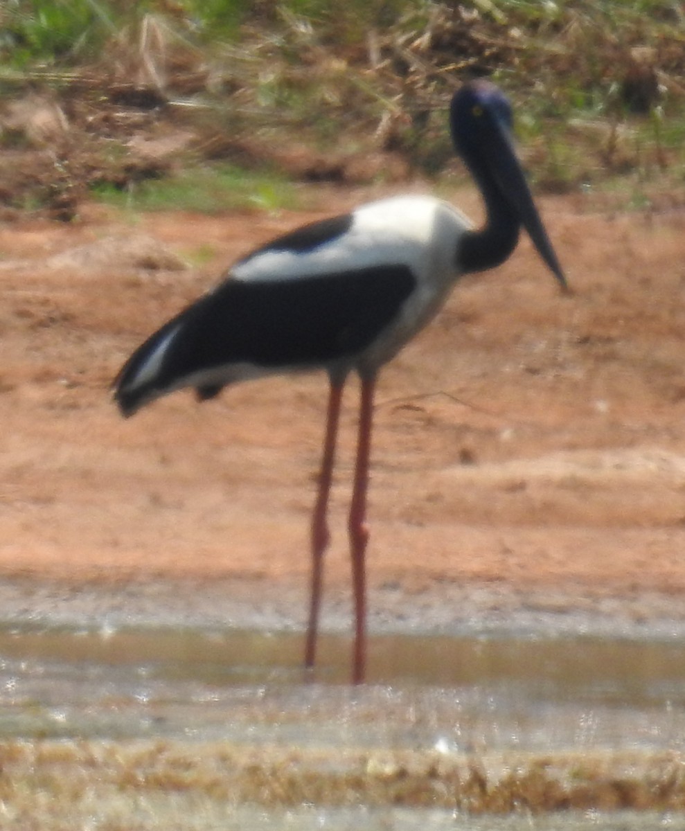 Black-necked Stork - ML114177431