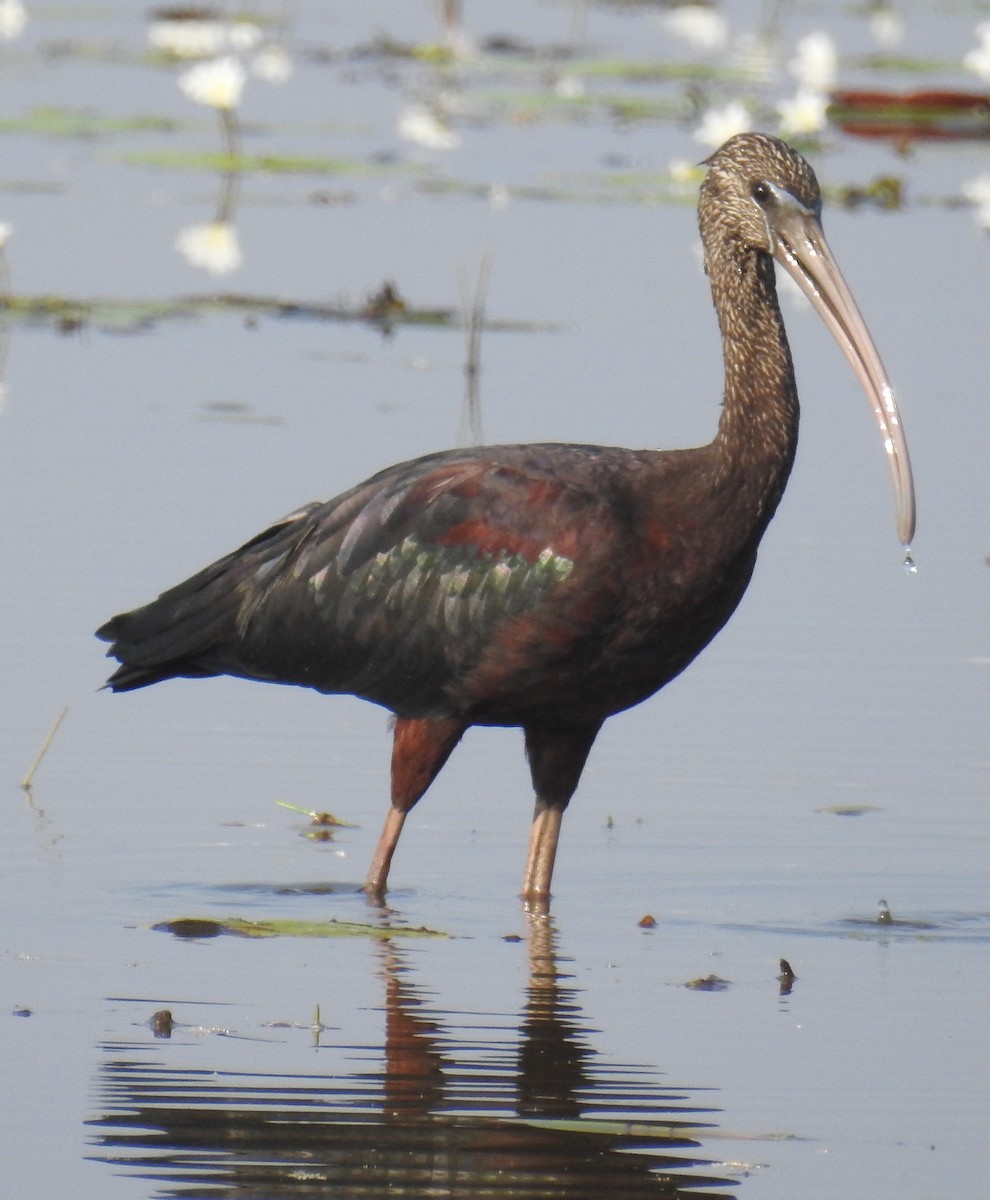 ibis hnědý - ML114178681