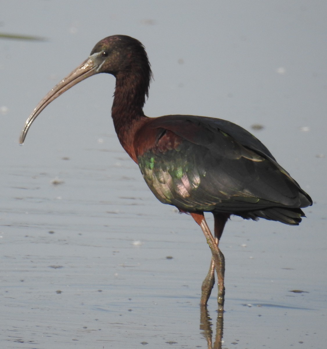 ibis hnědý - ML114178691