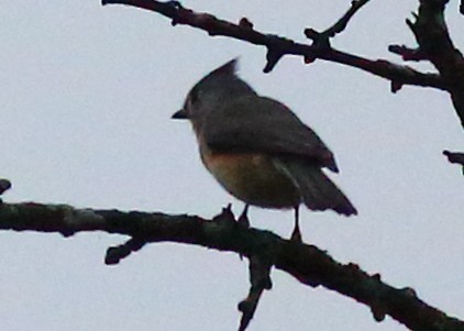 Tufted Titmouse - Piming Kuo