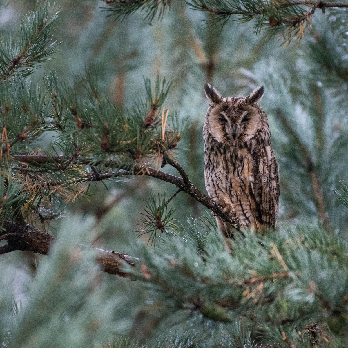 Long-eared Owl - Delia Walker