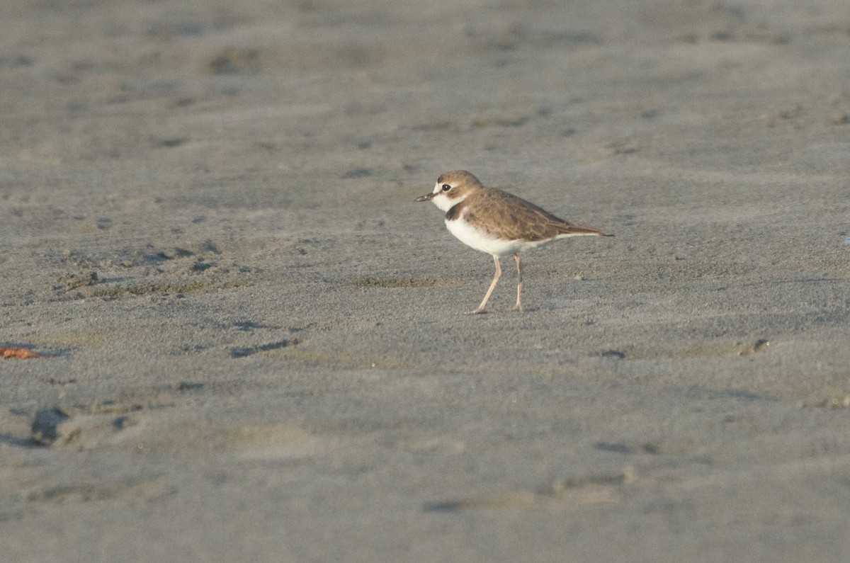 Collared Plover - ML114182561