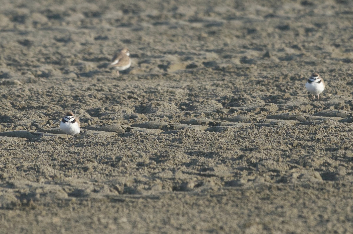 Collared Plover - ML114182581