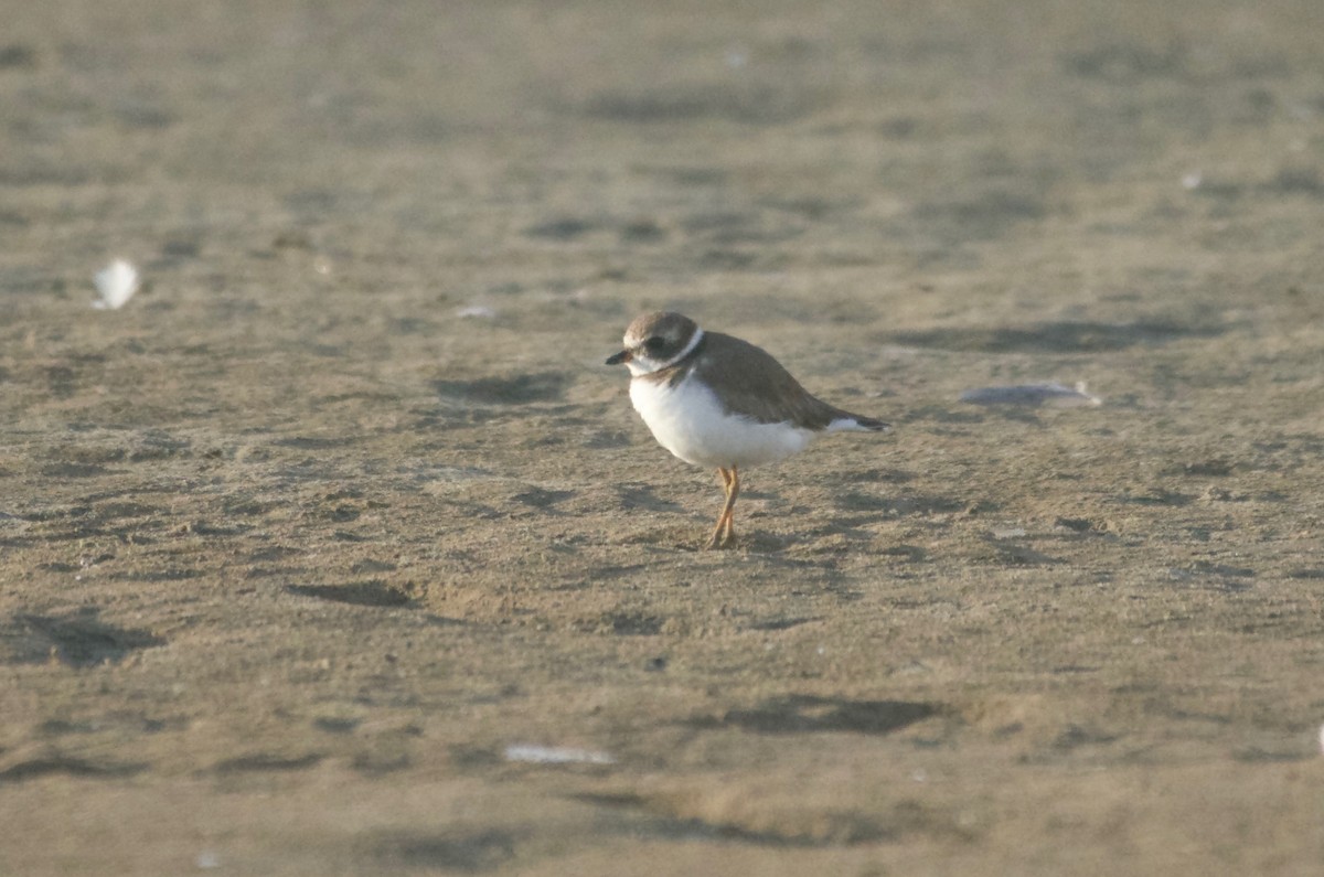 Semipalmated Plover - ML114183201