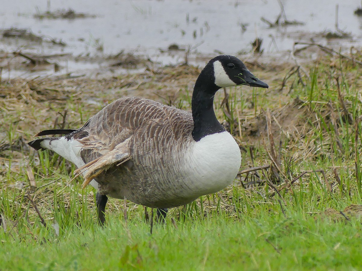 Canada Goose - Mike Prince