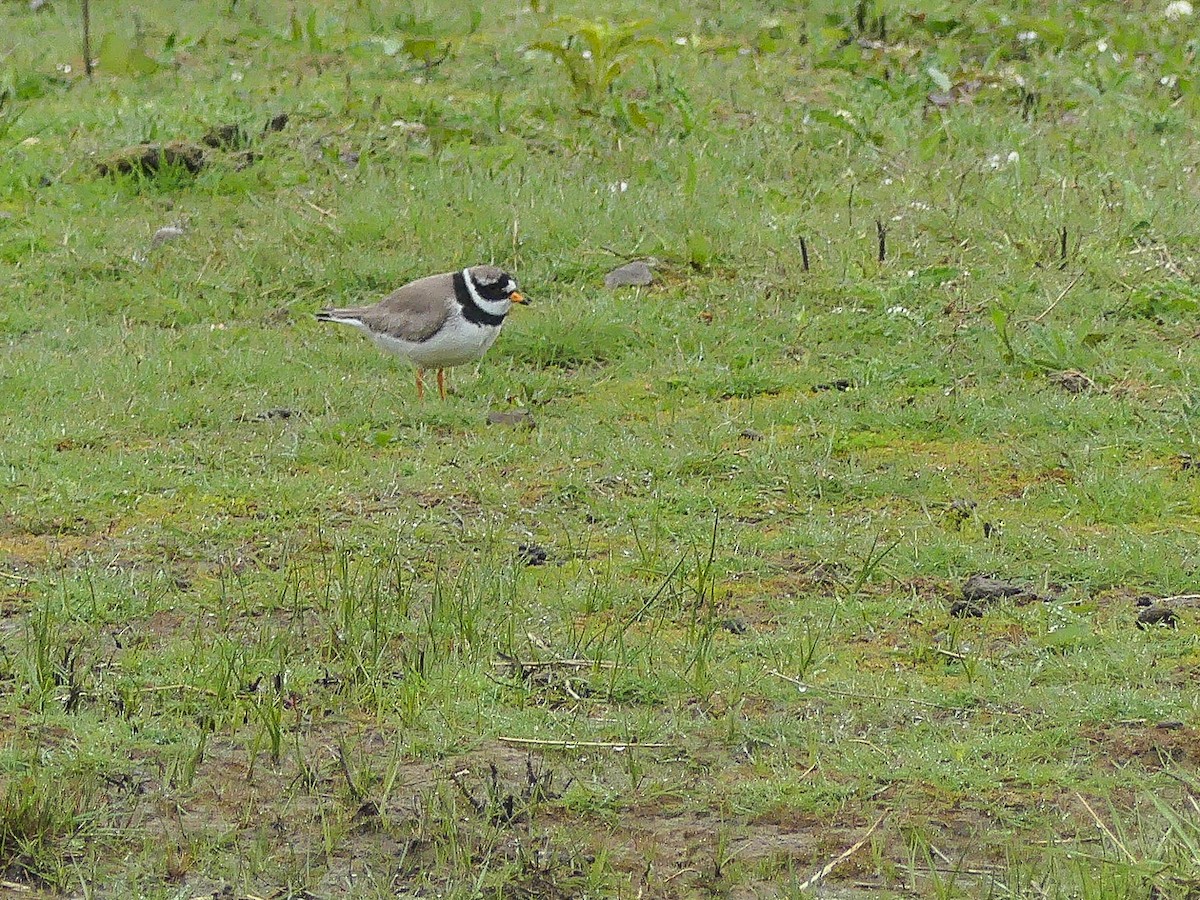 Common Ringed Plover - ML114183651