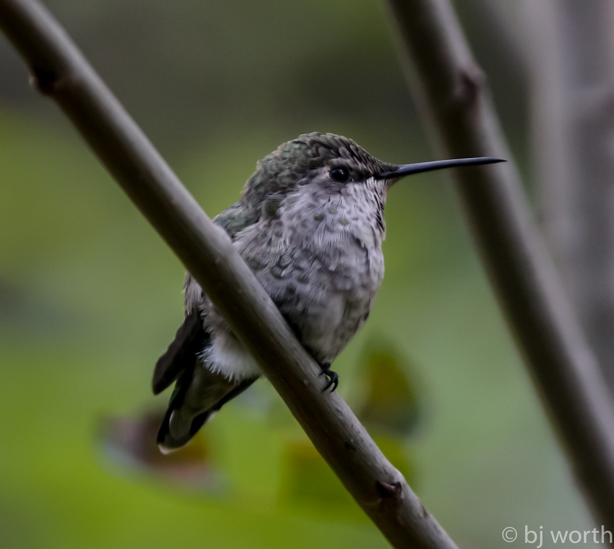 Anna's Hummingbird - ML114185101