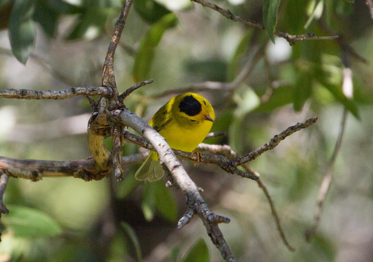 Wilson's Warbler - Don Coons