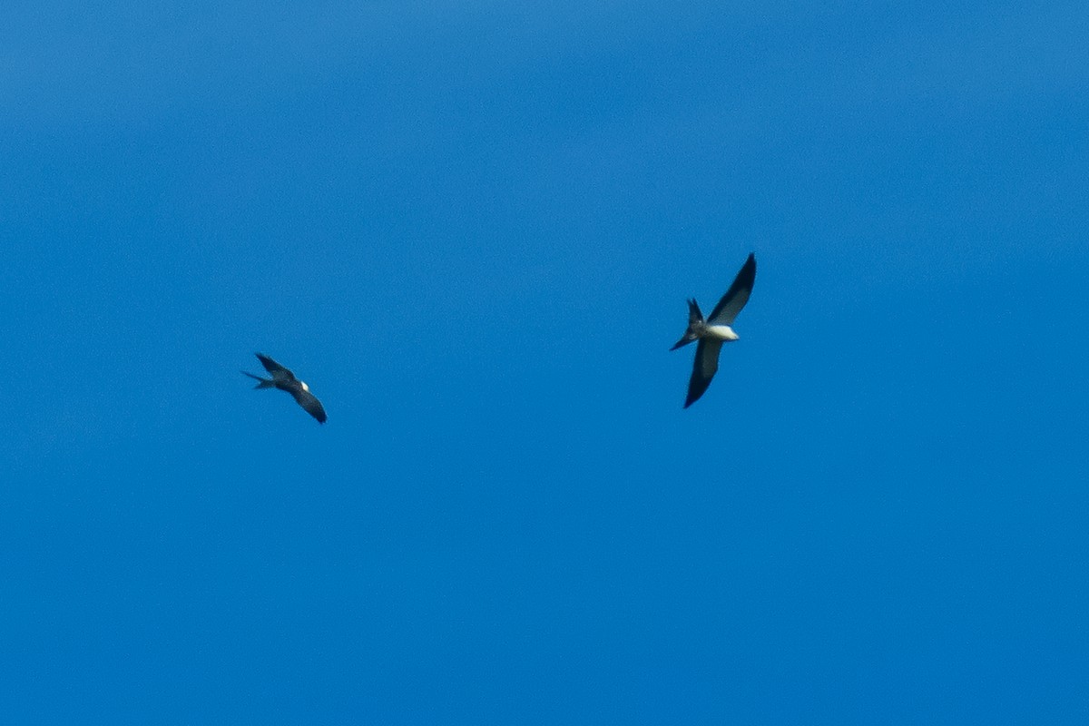 Swallow-tailed Kite - graichen & recer