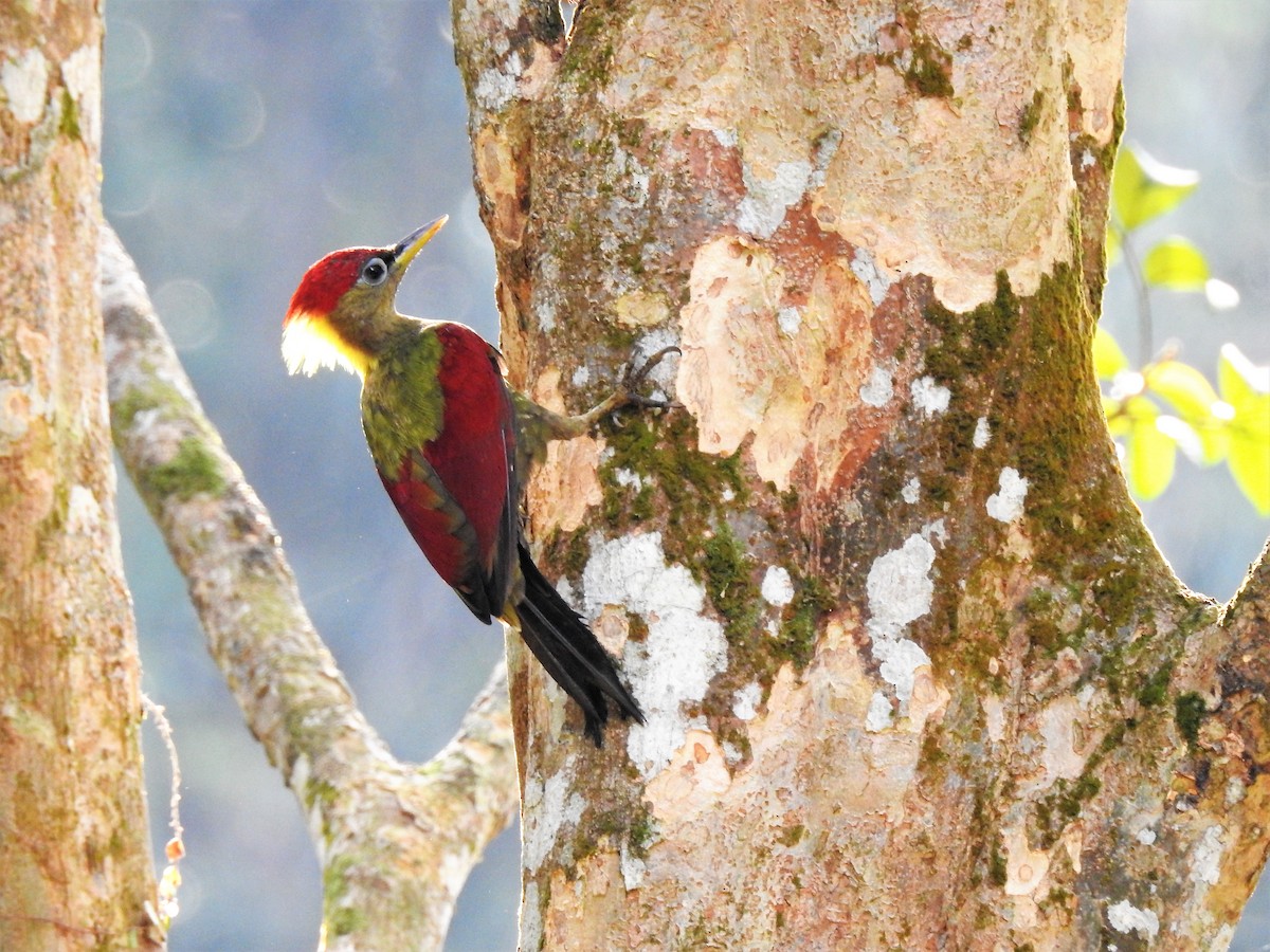 Crimson-winged Woodpecker - ML114191791