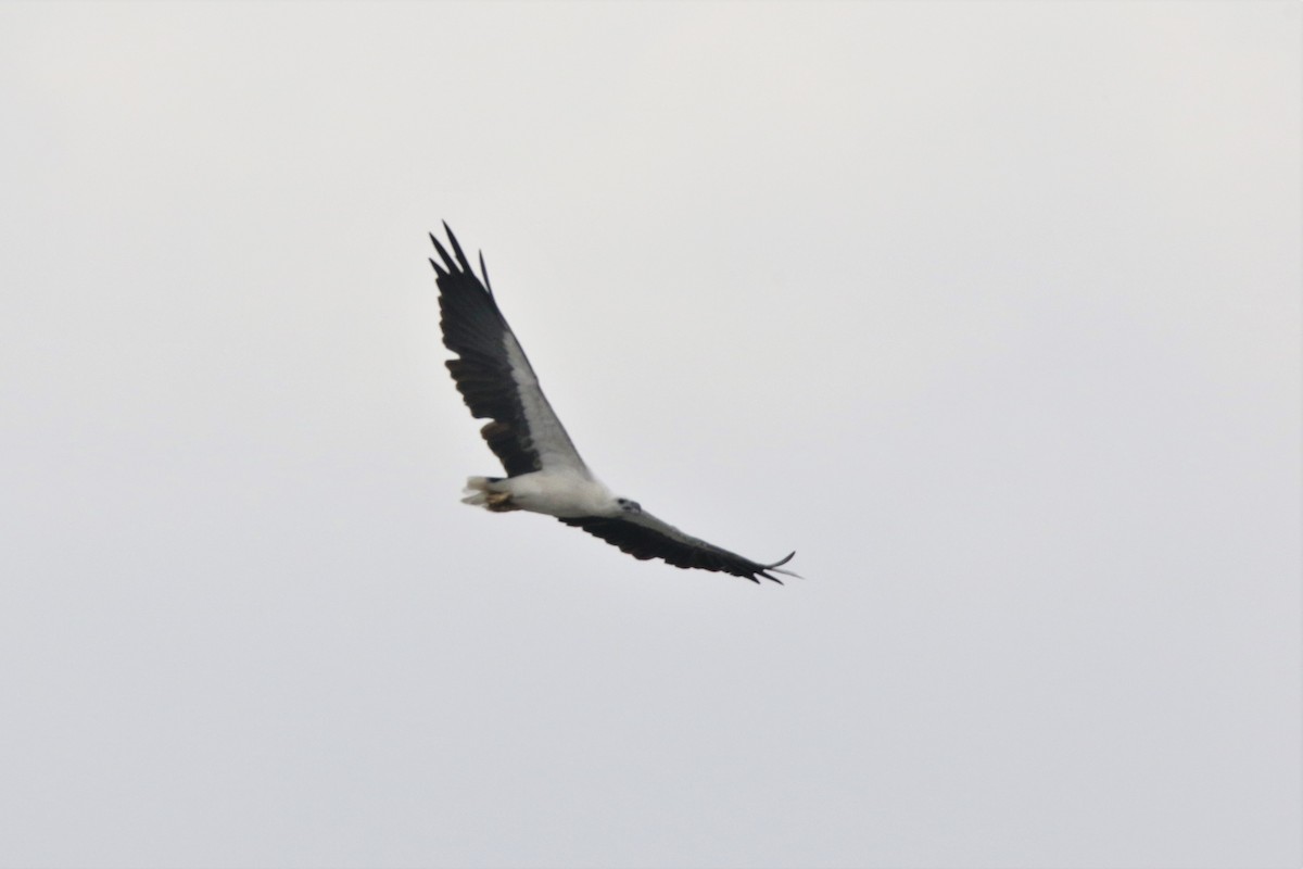 White-bellied Sea-Eagle - Fadzrun A.
