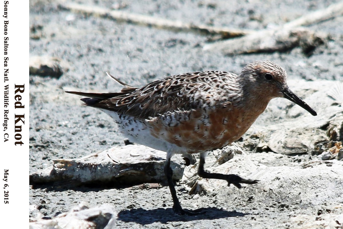 Red Knot - ML114195051