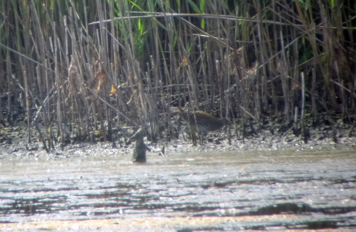 Spotted Crake - ML114195581