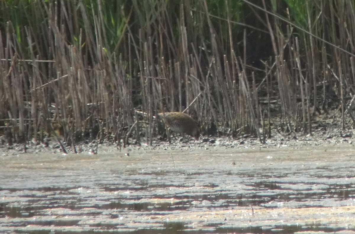 Spotted Crake - ML114195591