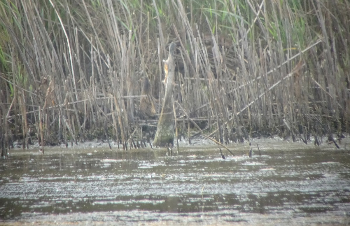 Spotted Crake - ML114195601