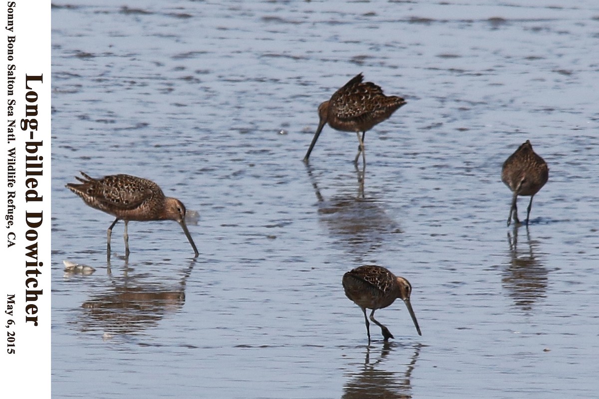 Long-billed Dowitcher - ML114196011