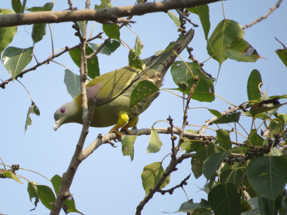 Yellow-footed Green-Pigeon - ML114198361