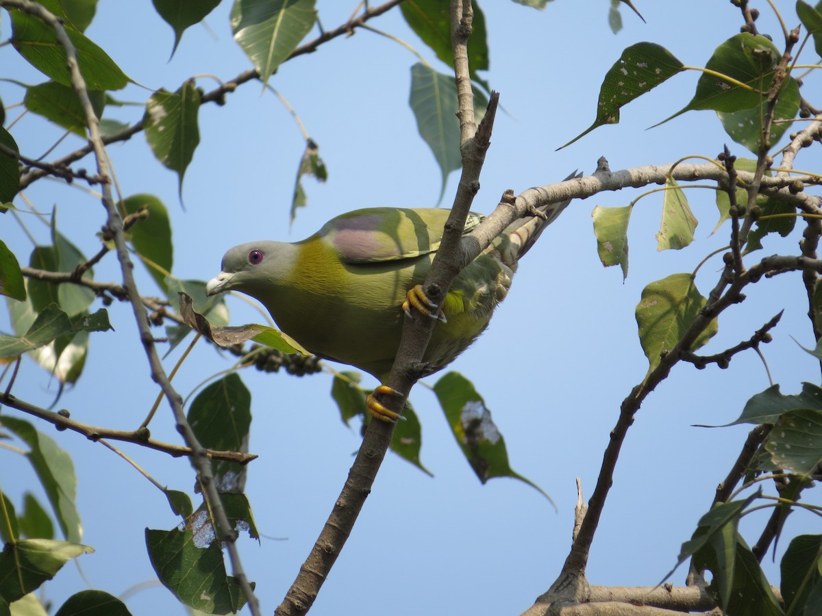 Yellow-footed Green-Pigeon - ML114198371