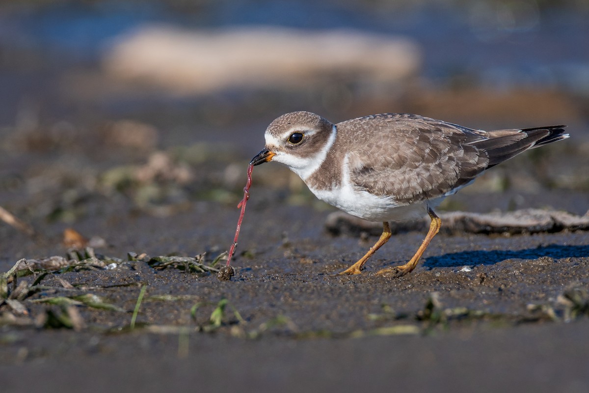 Semipalmated Plover - ML114199661