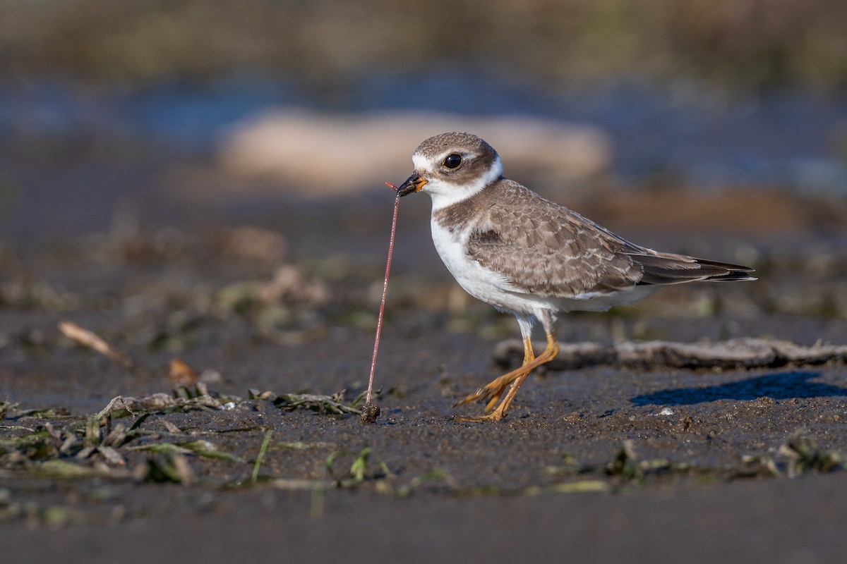 Semipalmated Plover - ML114199691
