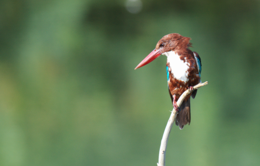 White-throated Kingfisher - Fareed Mohmed
