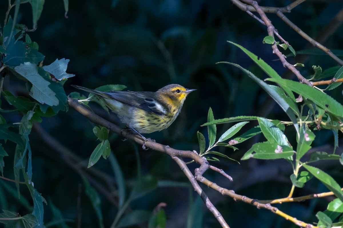 Cape May Warbler - ML114200471