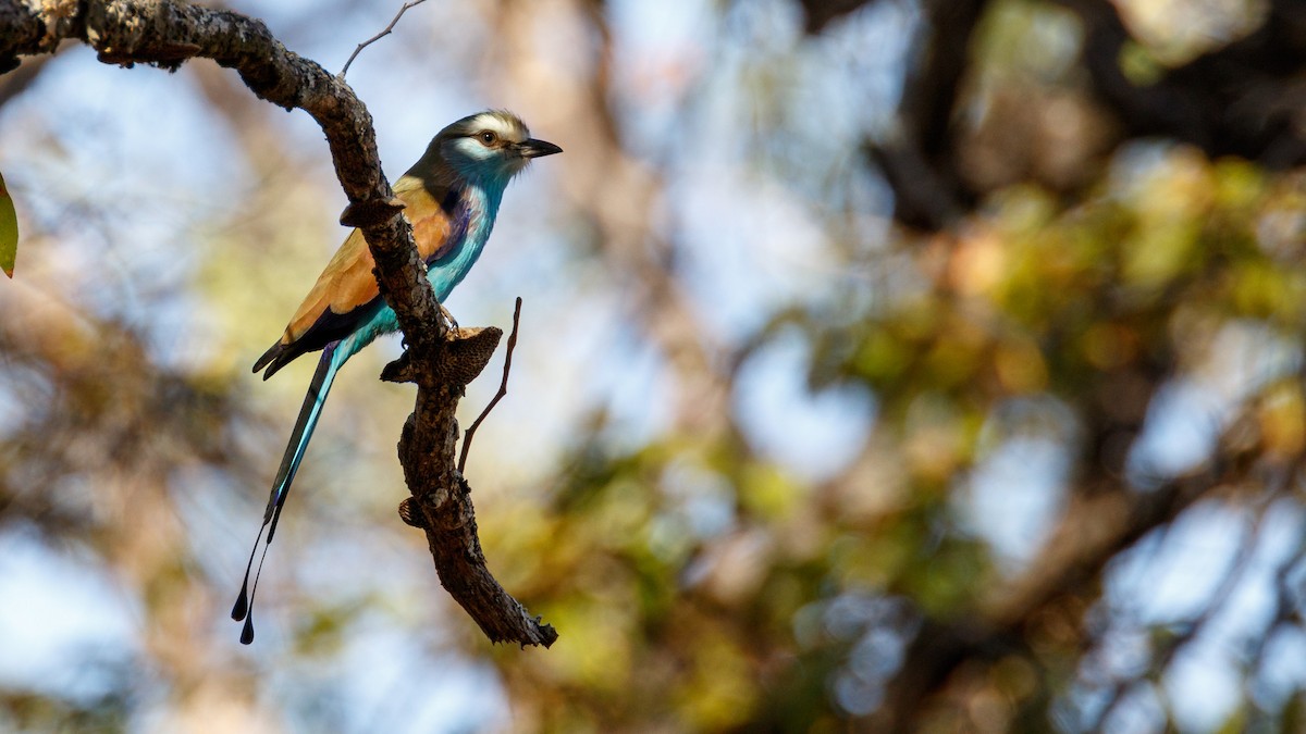 Racket-tailed Roller - ML114202121