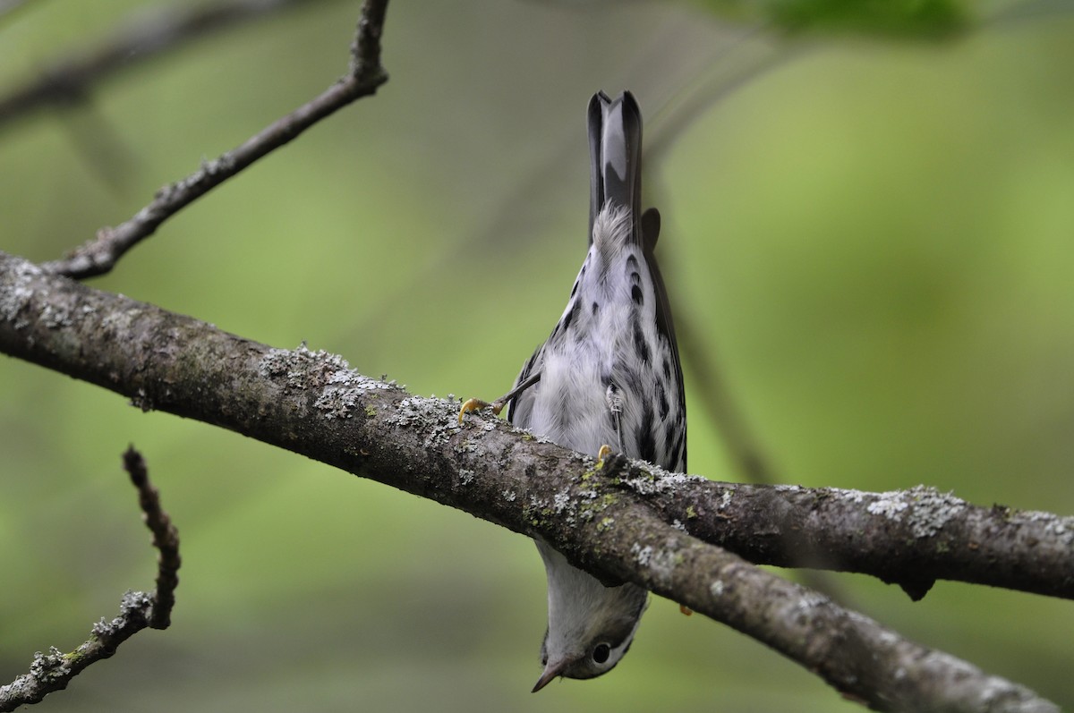 Black-and-white Warbler - Kaitlin Brough