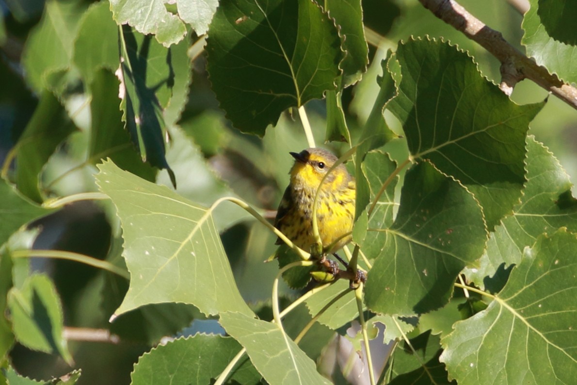 Cape May Warbler - ML114203231