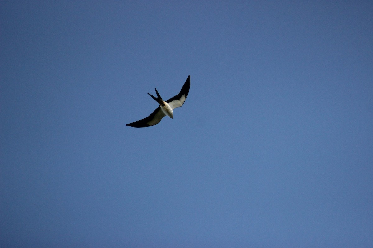 Swallow-tailed Kite - ML114203321