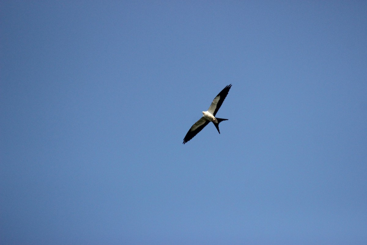 Swallow-tailed Kite - ML114203351