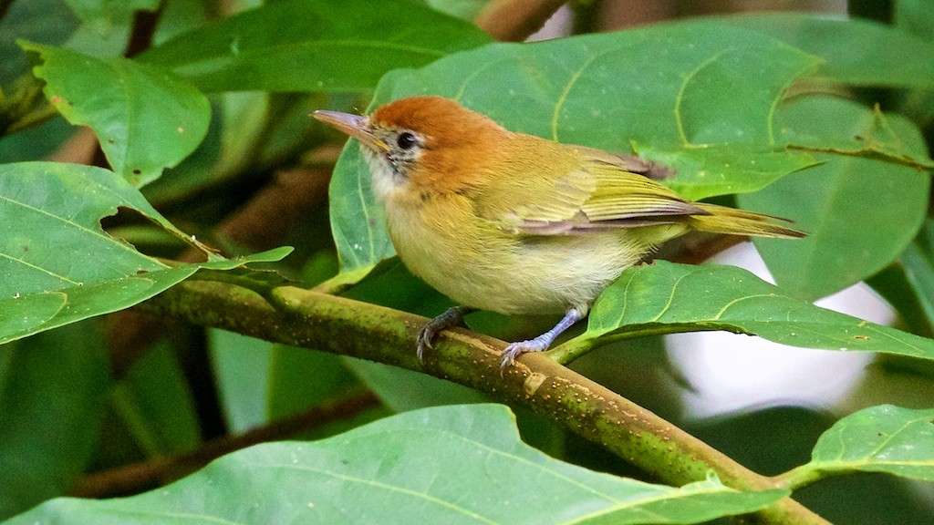 Rufous-naped Greenlet - ML114204631